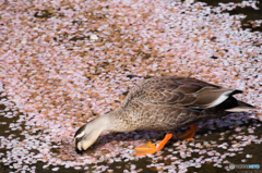 桜の絨毯