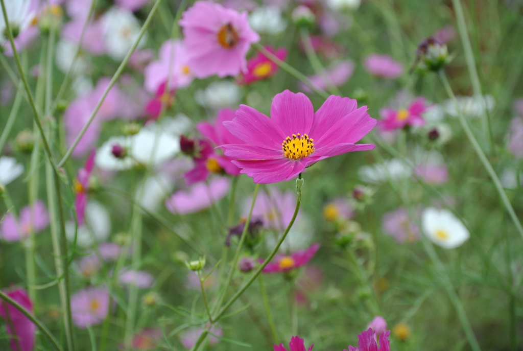 秋桜