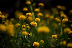 Ranunculus