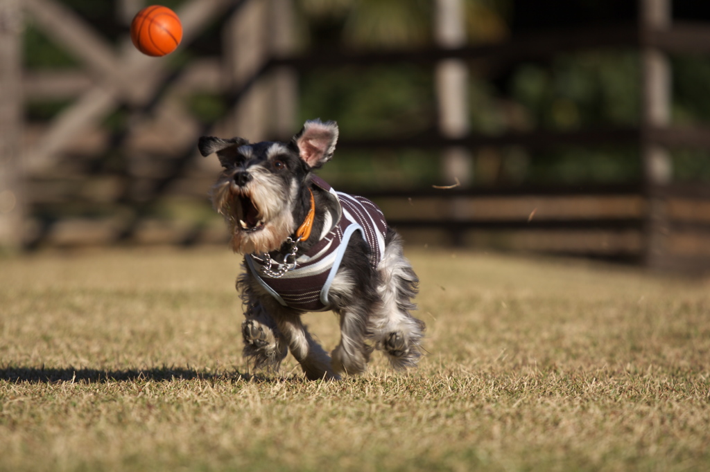 ボールとルフィ