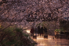 桜魂　2013