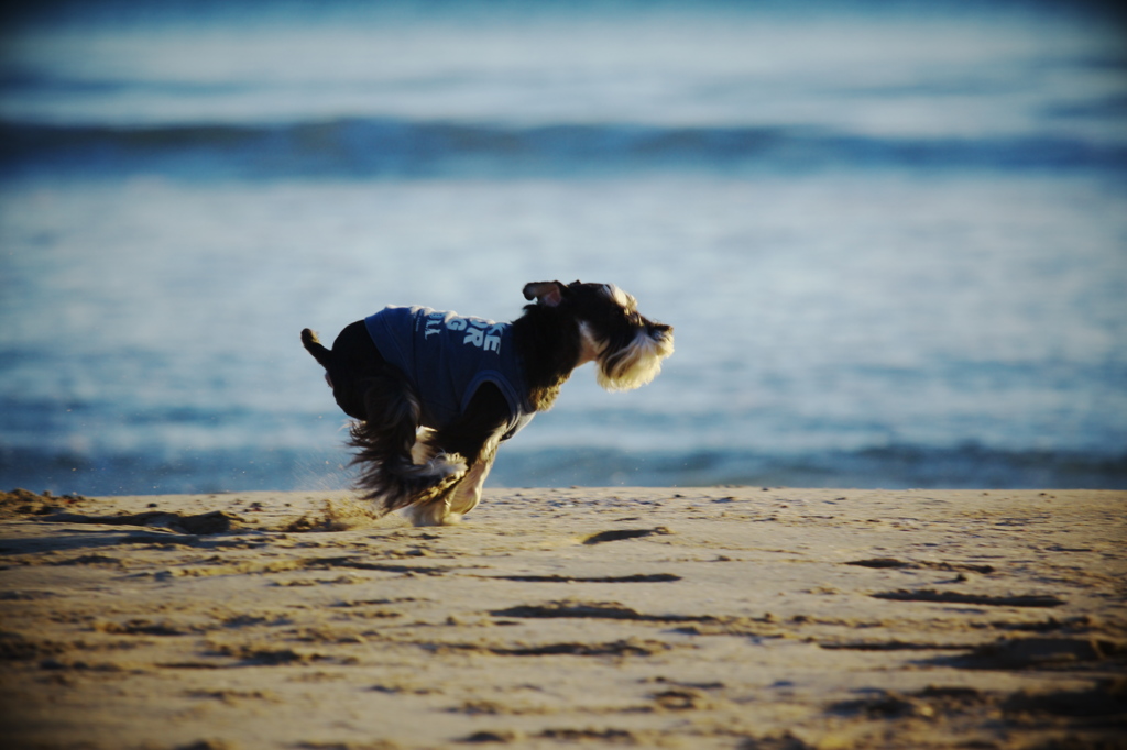 海でダッシュ☆