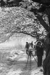桜モノクローム　2013