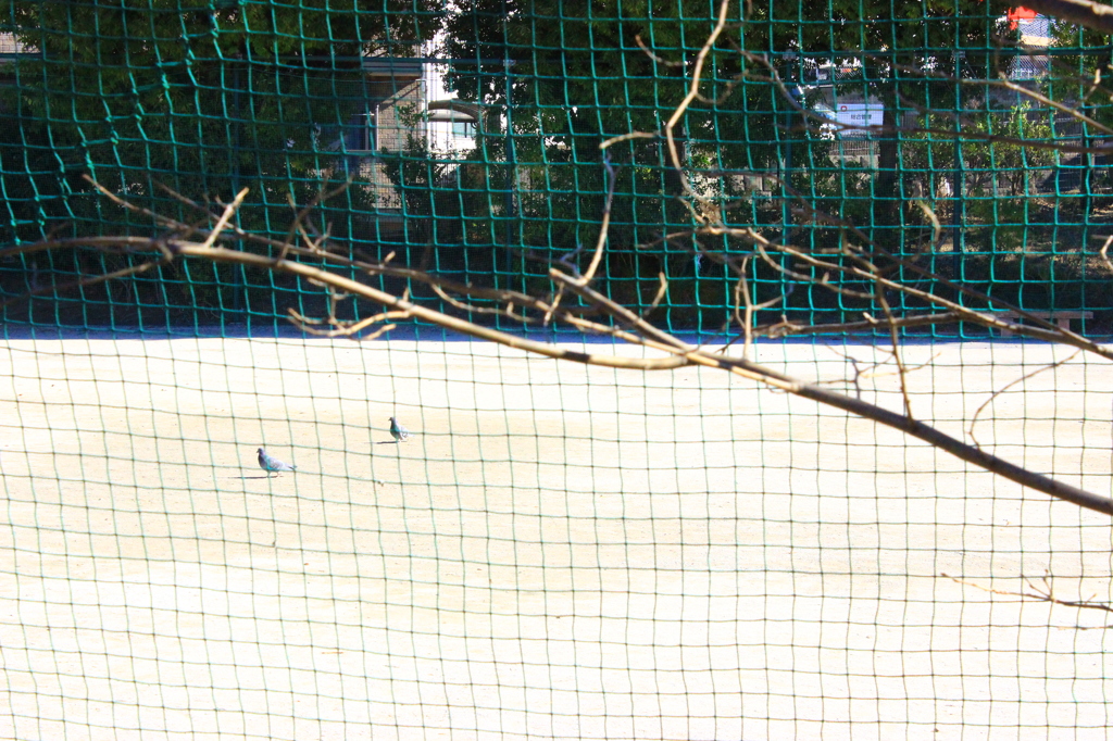 鳩ぽっぽー