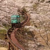 桜の道
