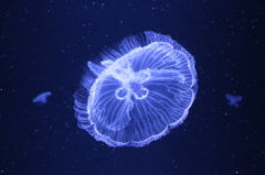 青白い花