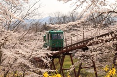桜の道2