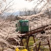 桜の道2