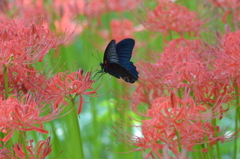 彼岸花に黒アゲハ