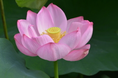 不忍池の蓮