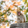 【千葉市動物公園】ニホンザル