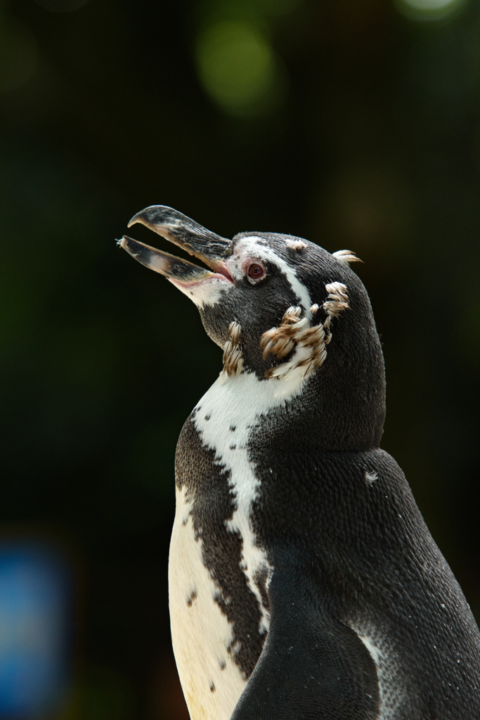 ペンギン