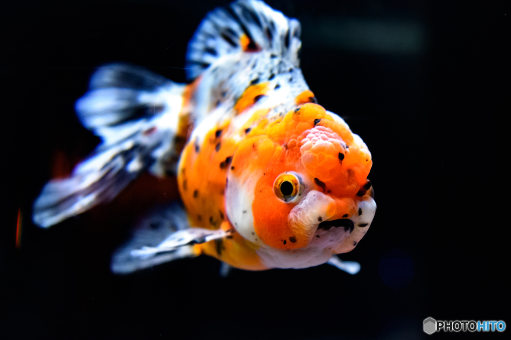 【すみだ水族館】お江戸の金魚ワンダーランド