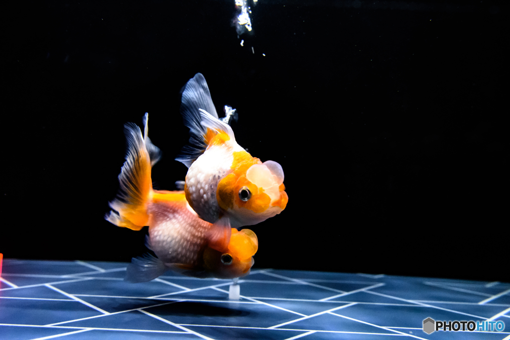 【すみだ水族館】お江戸の金魚ワンダーランド