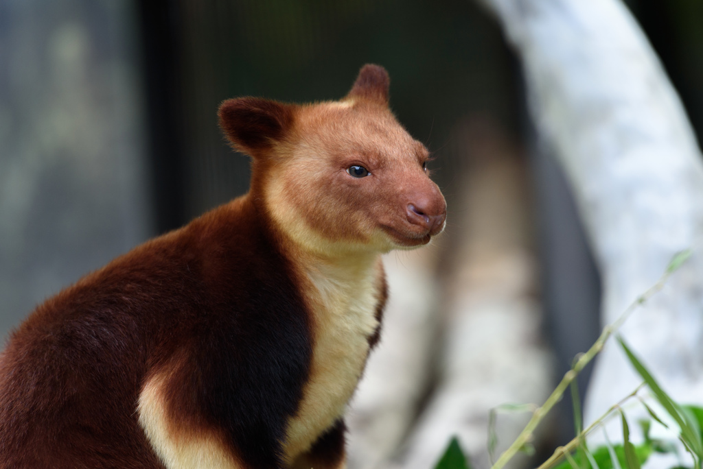 【よこはま動物園ズーラシア】キノボリカンガルー