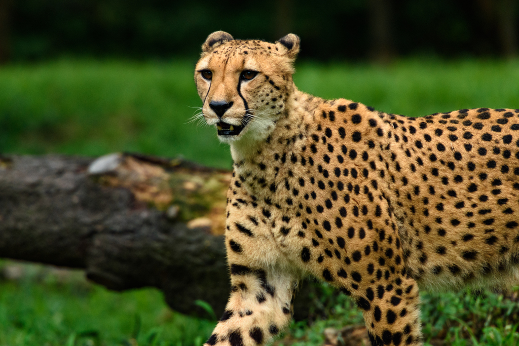 【多摩動物公園】チーター