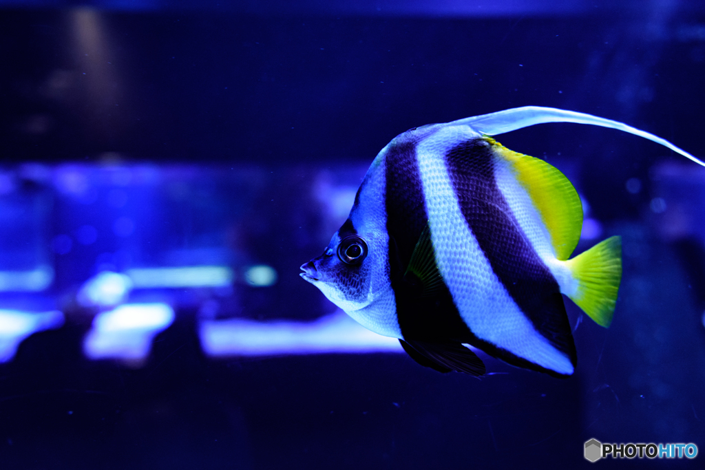 【すみだ水族館】ハタタテダイ