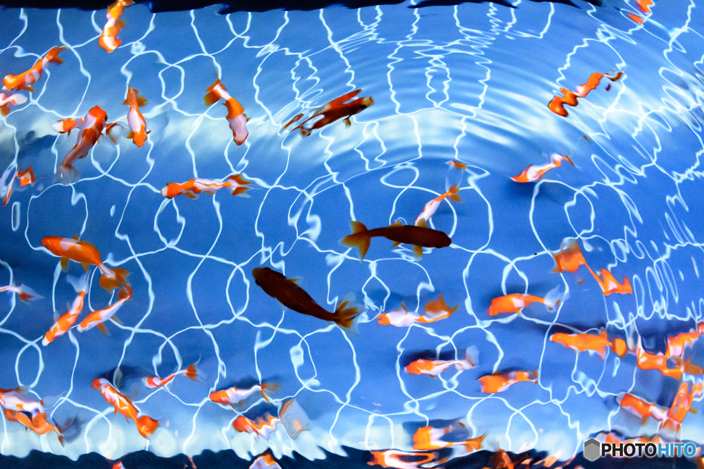 【すみだ水族館】お江戸の金魚ワンダーランド
