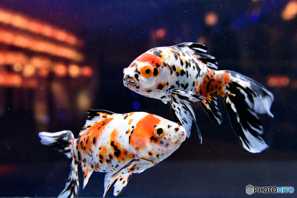 【すみだ水族館】お江戸の金魚ワンダーランド