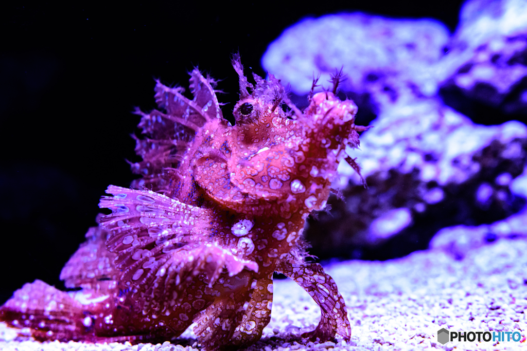 【すみだ水族館】ボロカサゴ