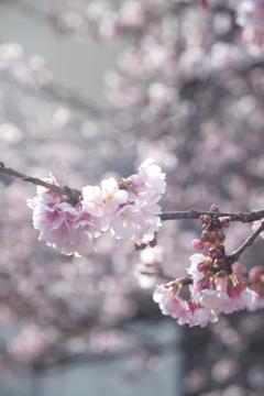 近所の桜が咲き出した！