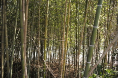 竹林
