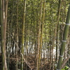 竹林