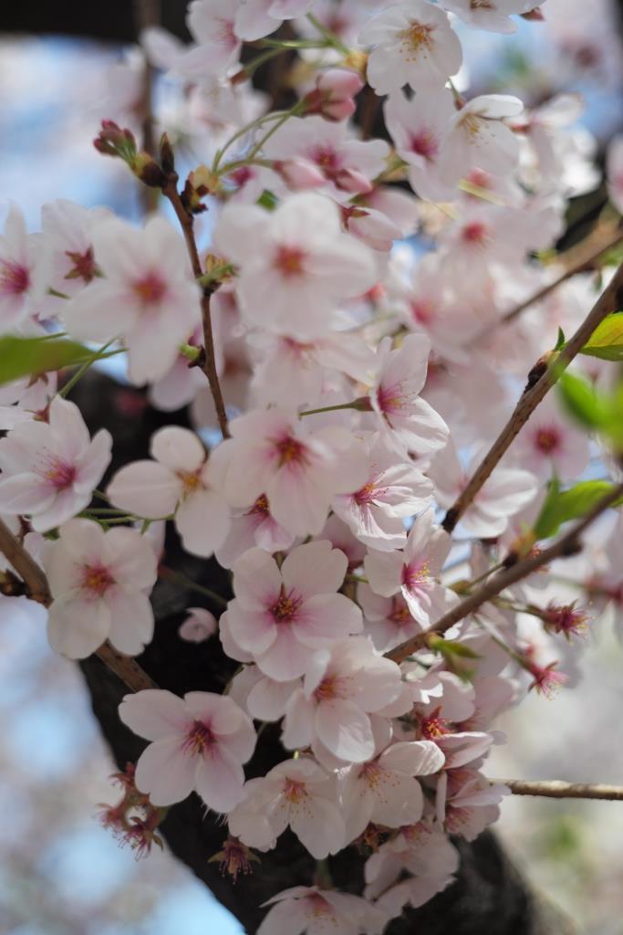 桜