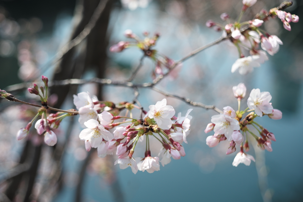 大岡川の桜