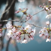 大岡川の桜