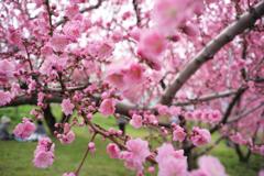 モモの花