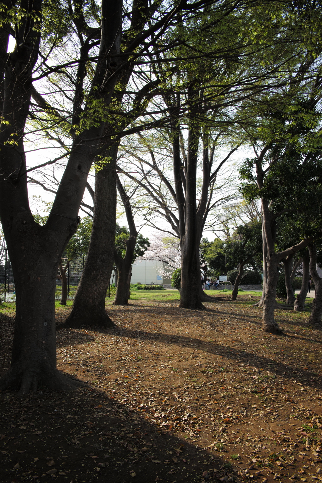 冬の横浜公園