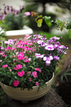 庭の花