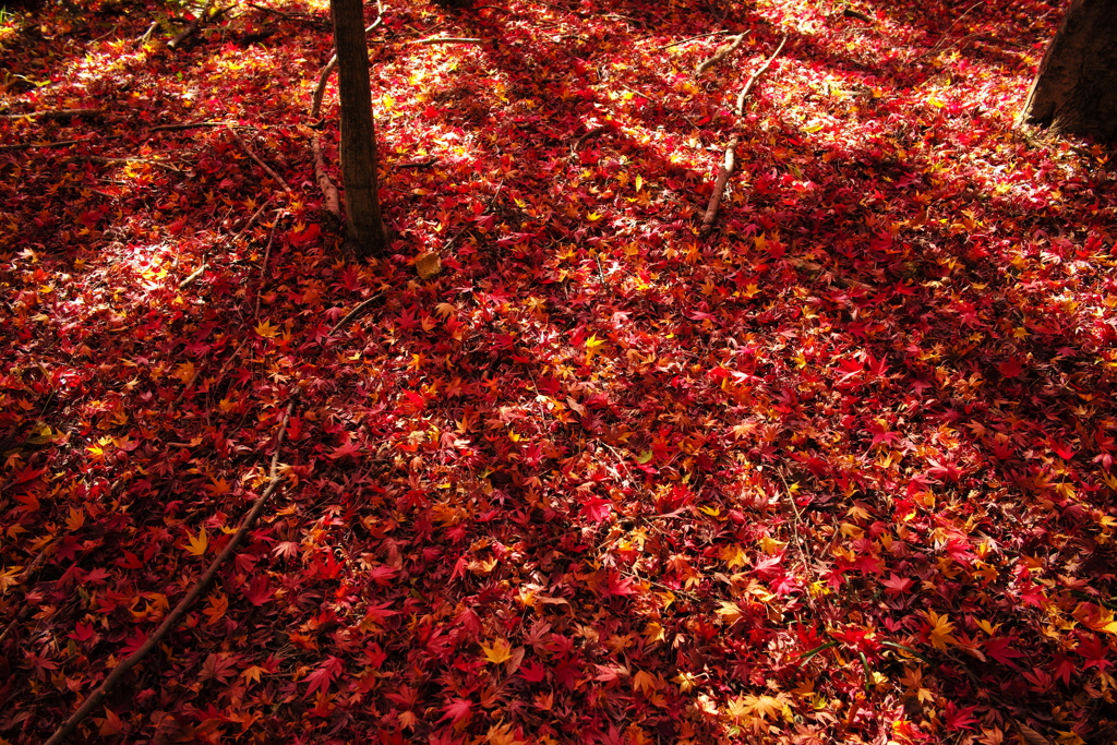 紅葉狩り