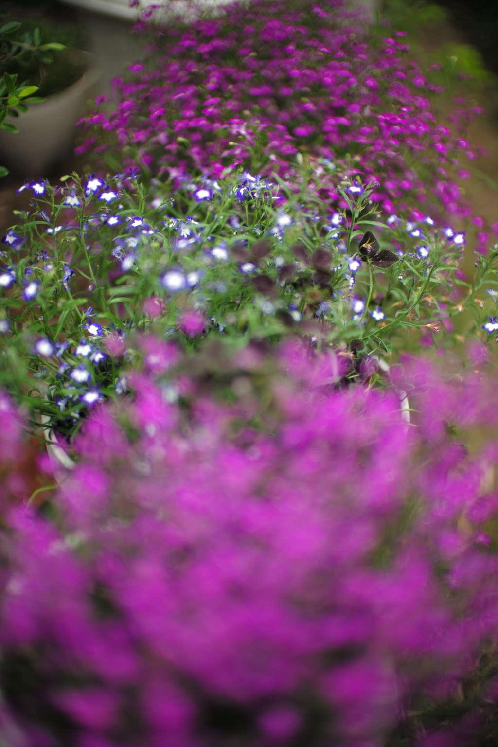庭の花
