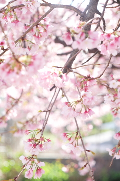 淡い桜が咲き出した