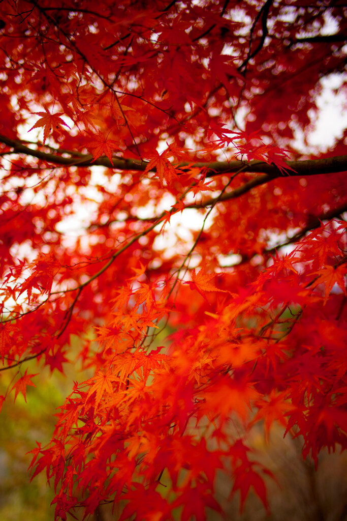 紅葉
