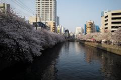 日ノ出町の桜