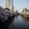 日ノ出町の桜