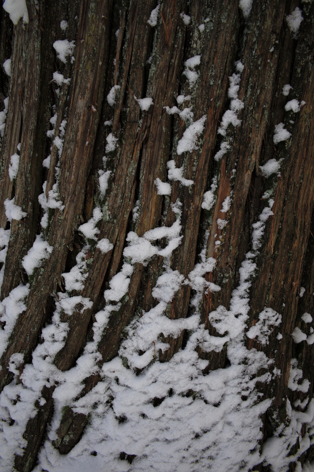 杉と雪