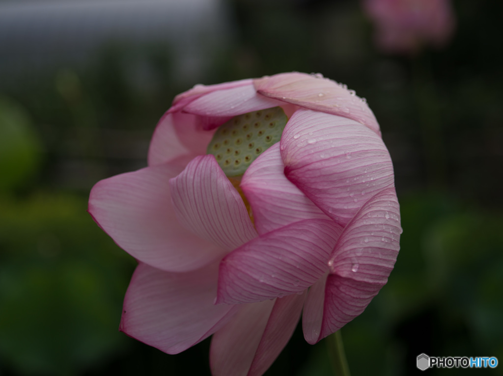 大輪の花　盛り過ぎ・・・