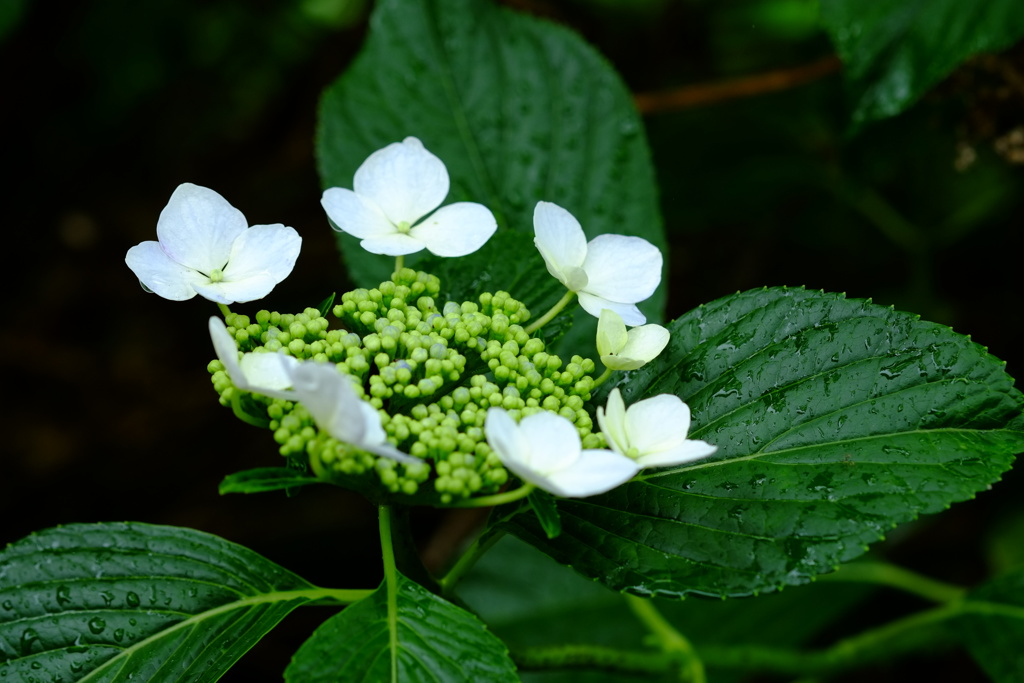 紫陽花