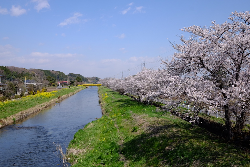 桜街道