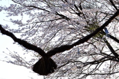 社の春