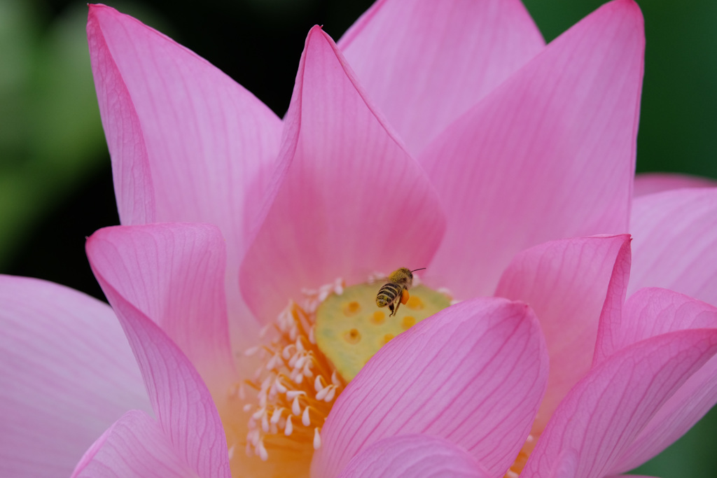 蓮と蜂