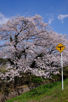 路傍桜