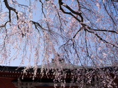 枝垂れ桜