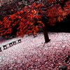 紅葉ｼﾞｭｰﾀﾝ