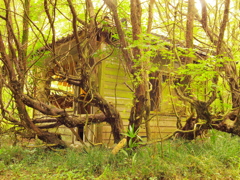 廃な小屋