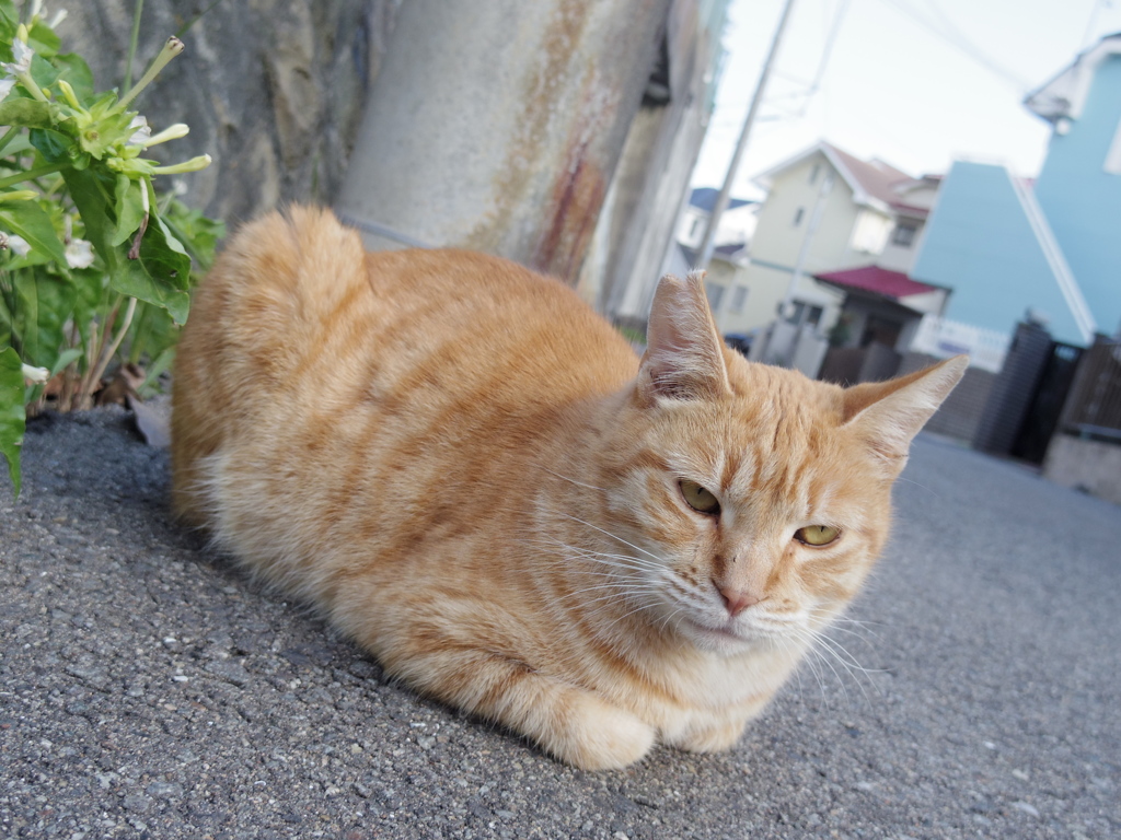 ここを通るのかﾆｬ